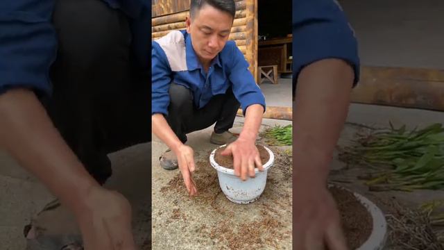 How amazing to grow orchids propagate plant fast and easy #2711 смотреть онлайн