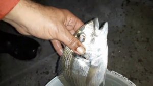 Рыбалка в Греции (на донку)Fishing in Greece