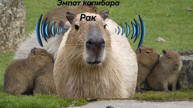 Какая ты капибара по знаку зодиака? стрим в 13:30 по мск скорее всего смотреть онлайн