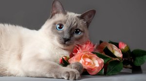 Тайская кошка. Окрас тайских кошек