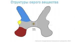 Спинной мозг: топография, строение, функции, кровоснабжение