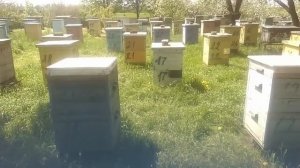 Подготовка пчел к первому медосбору в мае и начале июня