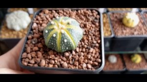 Astrophytum Asterias   #AstrophytumAsteriasStarShapeNudum