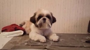 Щенок ши-тцу до и после стрижки. ЗИМНЯЯ ПРИЧЁСОЧКА. / стрижка собак