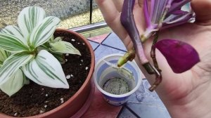 ДНЕВНИК РАССАДНИЦЫ.ЧЕРЕНКУЮ ВЕГЕТАТИВНЫЕ ЦВЕТЫ.2022.