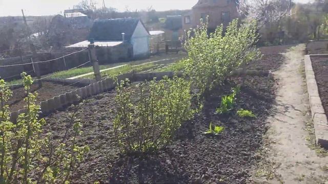 ВИЗИТ #09 САДИМ МОРКОВКУ БУРЯК ЛУК  ГОТОВИМ ГРЯДКИ ПОД ТОМАТЫ ПОВТОРНАЯ ОБРАБОТКА КЛУБНИКИ И ЧЕСНОК