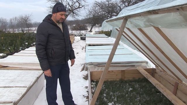 Как сделать мини тепличку для черенкования туи