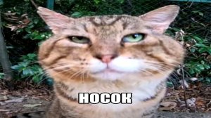 НОСОК....................................