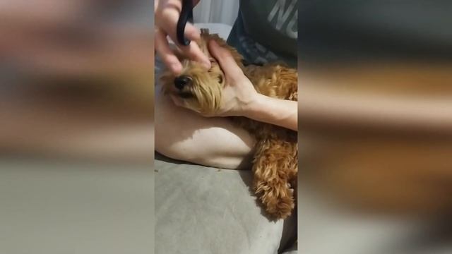 Груминг салон у Никки смотреть онлайн