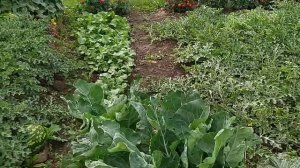 ОБЗОР ОГОРОДА 2022 / Обзор огорода в Сибири. 22 июля.