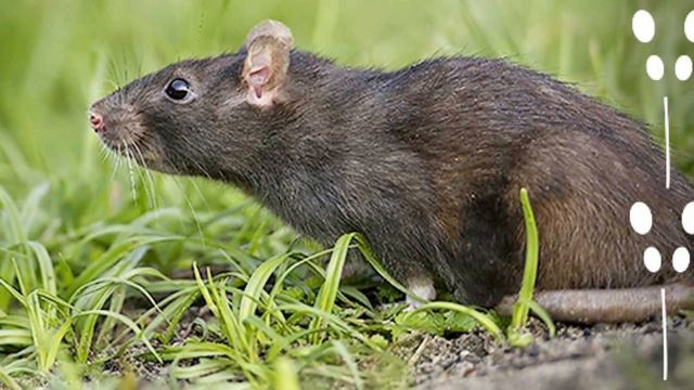 Насколько противен КРЫСЫ? Смертельный вид КРЫС смотреть онлайн