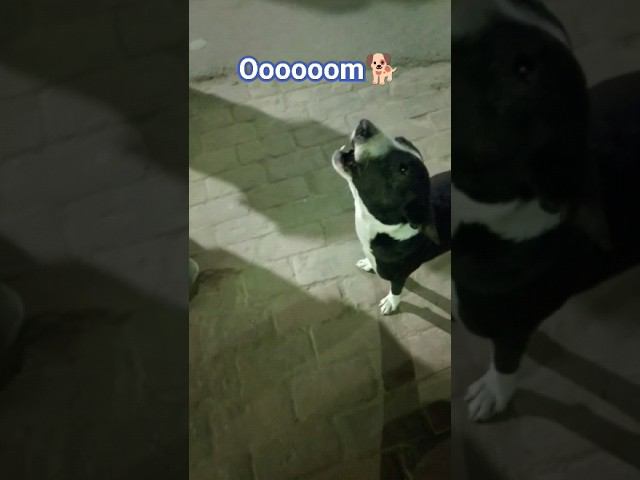 Everyone chant (Собака Вайшнавасевака) смотреть онлайн