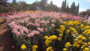 БАЛ ХРИЗАНТЕМ ПРЯМОЕ ВКЛЮЧЕНИЕ. Стрим с БАЛА Хризантем 2 ноября 2021