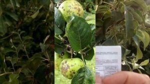 ПАРША. ПАРША ЯБЛОНИ И ГРУШИ. Средство от черных точек НАВСЕГДА
