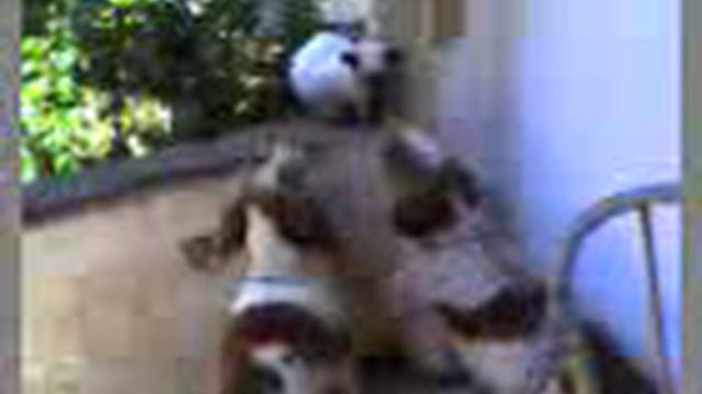 perros contra gato смотреть онлайн