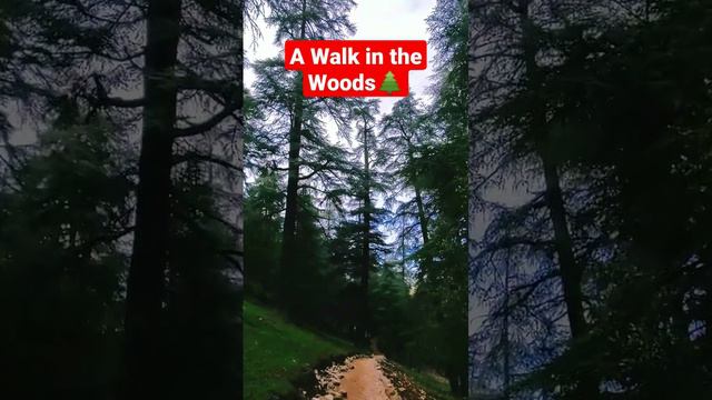 #walk in #woods #best_day_trip_to_atlas_mountains_from #top_morocco_tours #audley_travel_morocco