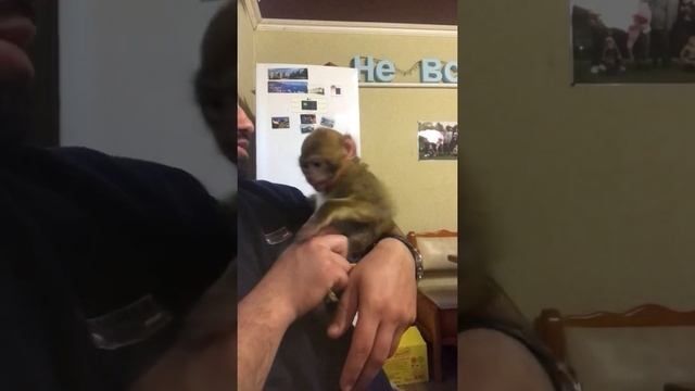Марта Обезьянка  чистит зубы. animals Monkey brushing his teeth - Monkey March | Animals
