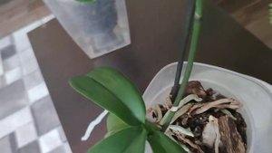 Что делать с цветоносом орхидеи, который стал усыхать?