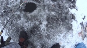 Ловим нельму зимой