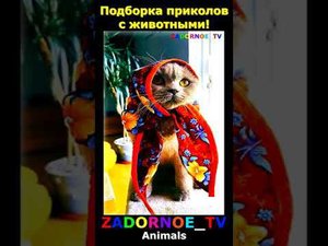 Подборка приколов про животных №120