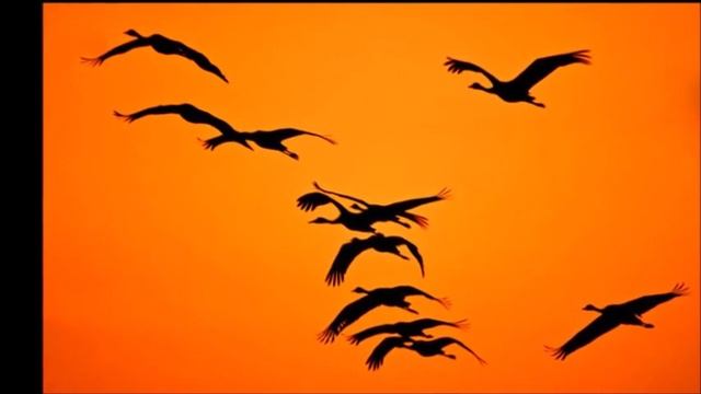 СКАЗ ПРО ЖУРАВЛЕЙ. смотреть онлайн