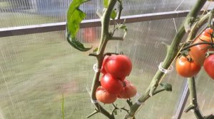 Лучшие томаты в моей теплице! Лето2019! Ленинградская обл.