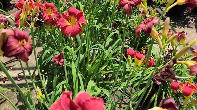 Different Varieties of Day-Lilies || Spring 2023 смотреть онлайн