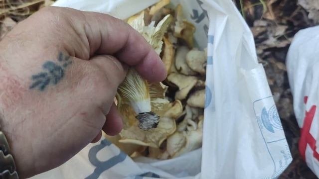 Грибы Лёгочная Вешенка в лесу Германии | Лёгочная Вешенка на Мариновку | В лес за съедобными грибам