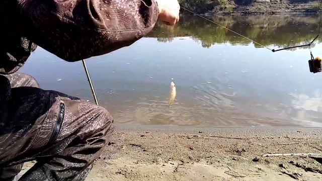 Рыбалка на фидер и на живца с отвадным повадком. река Чумыш, Алтайский край. г Заринск.