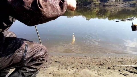 Рыбалка на фидер и на живца с отвадным повадком. река Чумыш, Алтайский край. г Заринск.