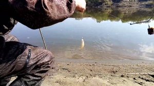 Рыбалка на фидер и на живца с отвадным повадком. река Чумыш, Алтайский край. г Заринск.