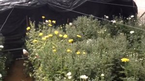 Хризантема Зембла белая в Баку - Бильгях _White Zembla chrysanthemum in Baku-Bilgah