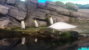 Пингвины в берлинском зоопарке
