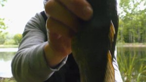 ПОЙМАЛ РОТАНА-МОНСТРА!РЫБАЛКА НА ДОНКИ/ГОРОДСКОЙ ПРУД!