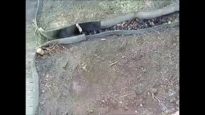 Высокие грядки советы о расстоянии между грядками