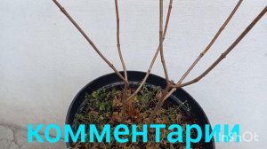 Формирую штамб гортензии на 2 ногах. Ленивый череночник