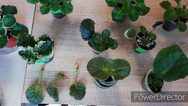 УКОРЕНЕНИЕ ЛИСТЬЕВ ФИАЛКИ. На черенках, стоявших в воде, выросли детки!!! смотреть онлайн