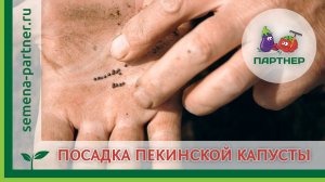 СЕЕМ ПЕКИНСКУЮ КАПУСТУ И РАСКРЫВАЕМ СЕКРЕТЫ ВЫРАЩИВАНИЯ