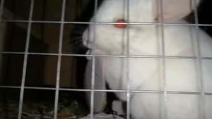 У шиншиллы красные глаза.