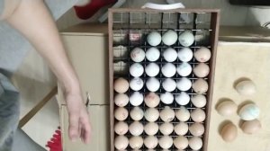 Перегородки в лоток для инкубатора Блиц. Отзыв.