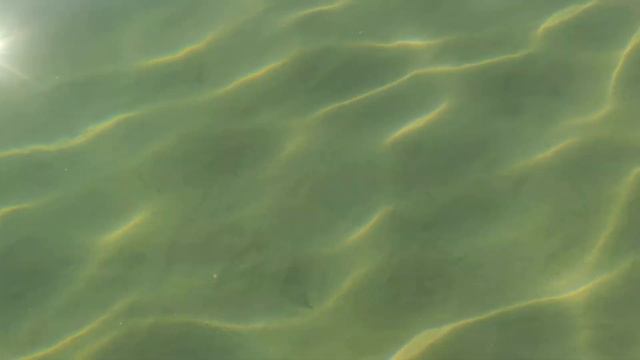 Пляж в Пицунде у "Мраморного замка" (Абхазия) смотреть онлайн