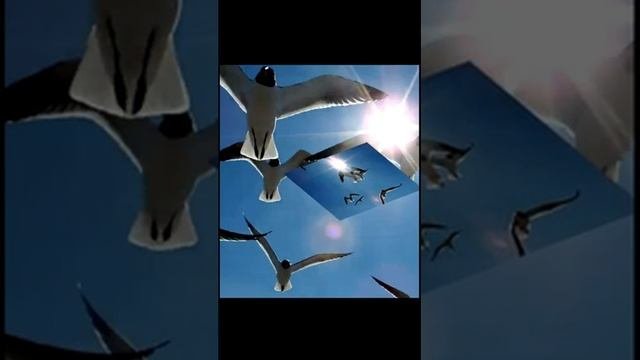 Природа. Море. Крик сизых чаек над морем для расслабления