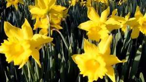 Daffodils Meditation Music - To Study - To Work - To Sleep - One Hour