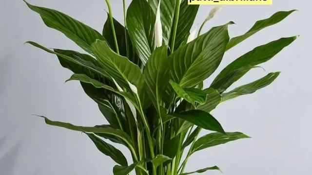 КАК ЗАСТАВИТЬ СПАТИФИЛЛУМ ЦВЕСТИ? смотреть онлайн