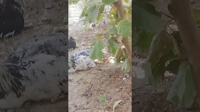 Как ухаживать хорошо за цыплятами отличный способ