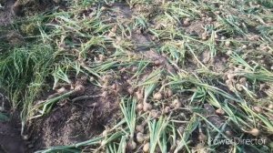 Уборка лука репки //сорт "штутгартер ризен" и "кармен"//урожай 2018