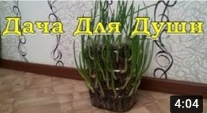 Вертикальная грядка из ЛУКА. Практично и красиво???