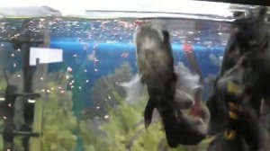 Астронотусы едят моллинезию и корм