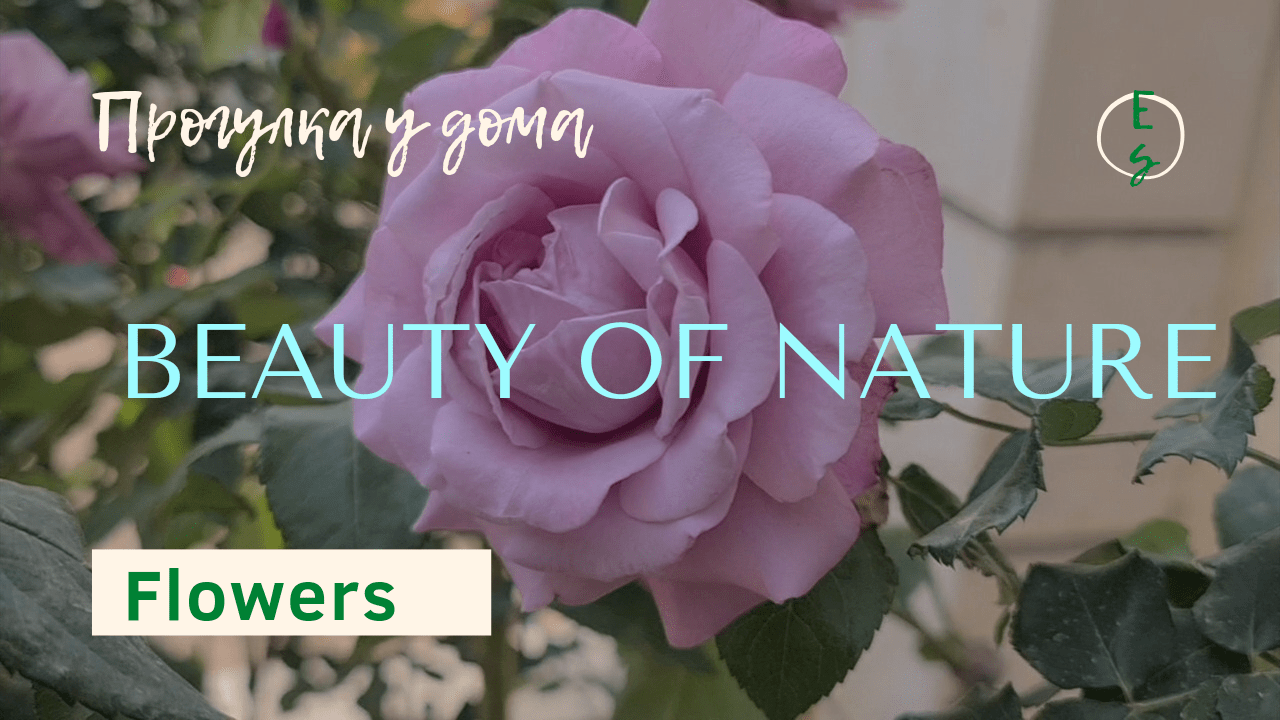BEAUTY OF NATURE/Flowers/Красота природы рядом с домом