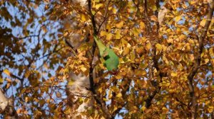 Swift Parrot Sandy Bay Hobart